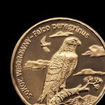 Animals of the World: Peregrine falcon